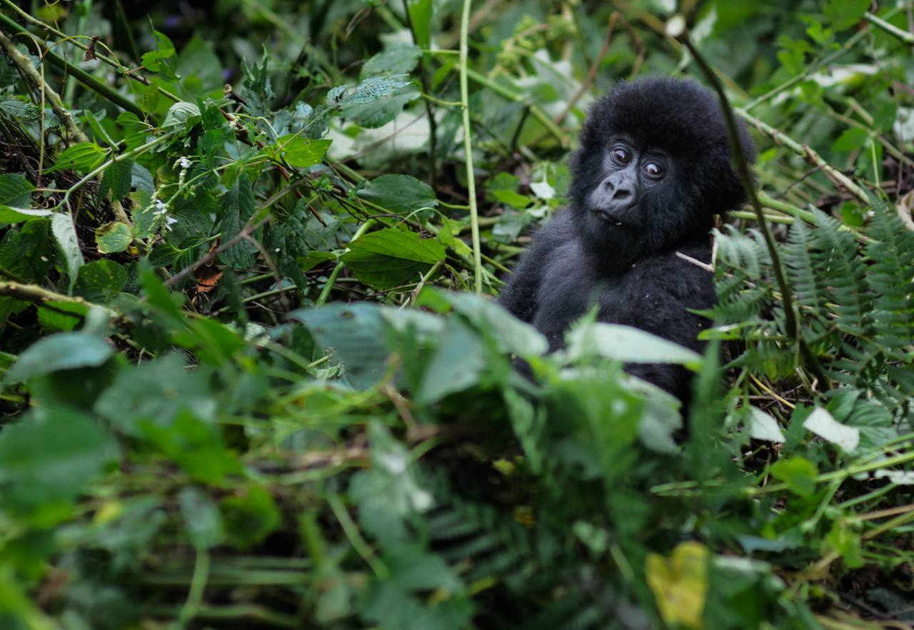 Virunga, DR Congo