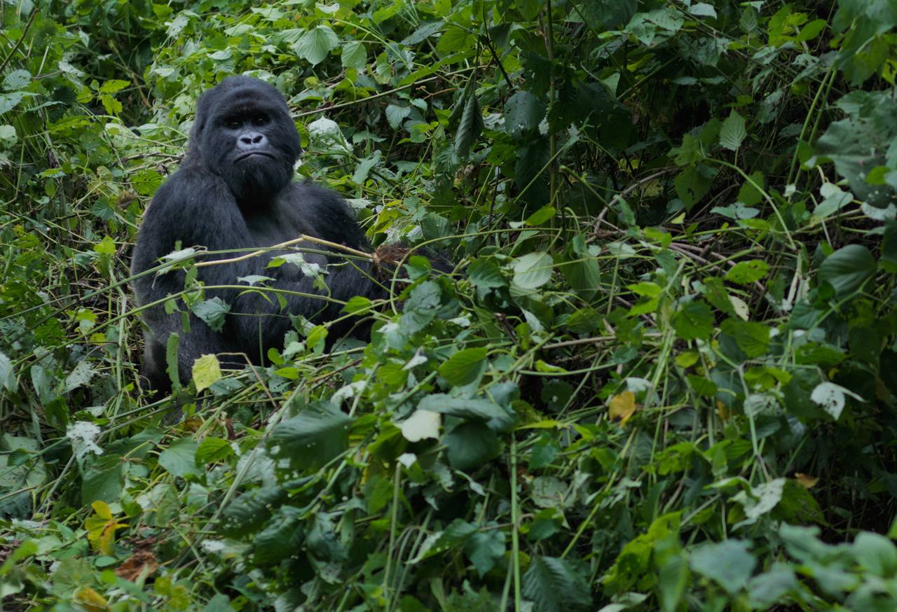 Virunga, DR Congo
